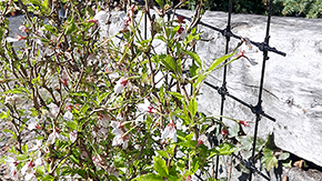 Podprn zahradn s ORLITECH 3 mm, oko 100 x 100 mm - balen - 0,75 x 30 m