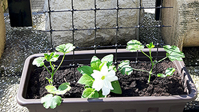 Podprn zahradn s ORLITECH 2,2 mm, oko 50 x 50 mm - balen - 0,8 x 30 m - 24m2