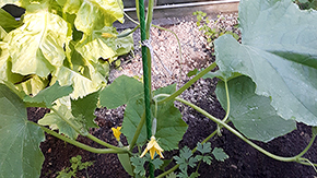 Zahradn ty ORLITECH - prmr 10 mm, dlka 2 m, zelen