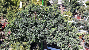 Zahradn ty ORLITECH - prmr 10 mm, dlka 2 m, zelen