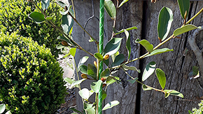 Zahradní tyč ORLITECH - průměr 8 mm, délka 1,5 m, zelená